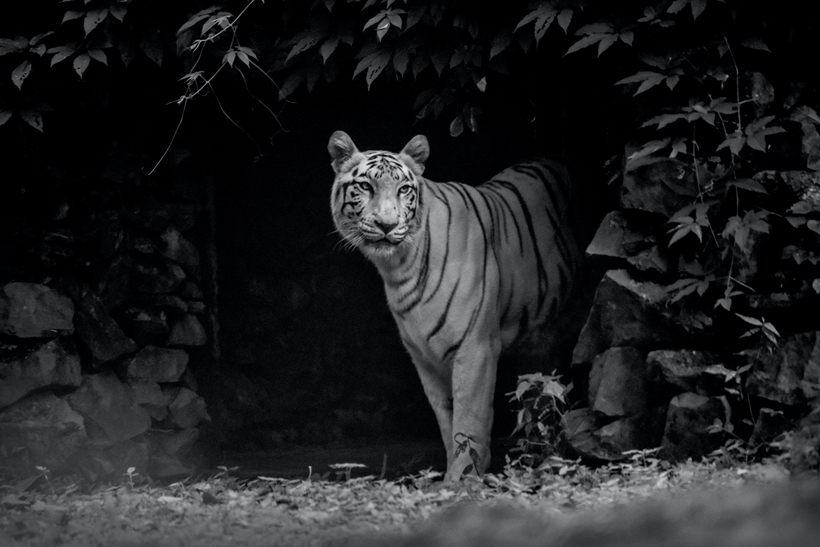 Характеристики Черного Водяного Тигра
