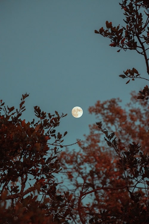 2 простых способа узнать свой лунный знак зодиака
